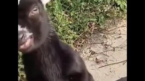 These lamb skewers sure have a fiery attitude!