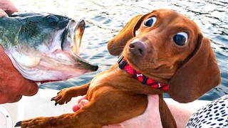 Funniest Animals Videos 2023 😹 Try Not To Laugh Funny Dogs And Cat 😁