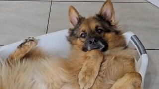 它好像不知道自己duang大一只诶！