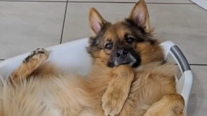 เหมือนมันจะไม่รู้ตัวว่าตัวเองอ้วนขึ้นนะ!