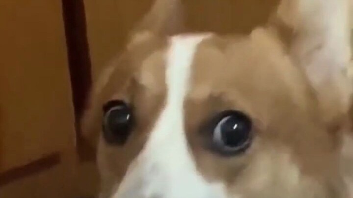 I’m so jealous! The owner lets the newly bought corgi hop on the bed to play, and the resident big c