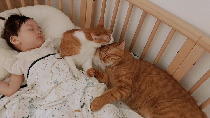Orange Cat Sleeping with the Kid Since its Birth