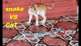งูปลอม vs แมว - ช่วงเวลาตลก