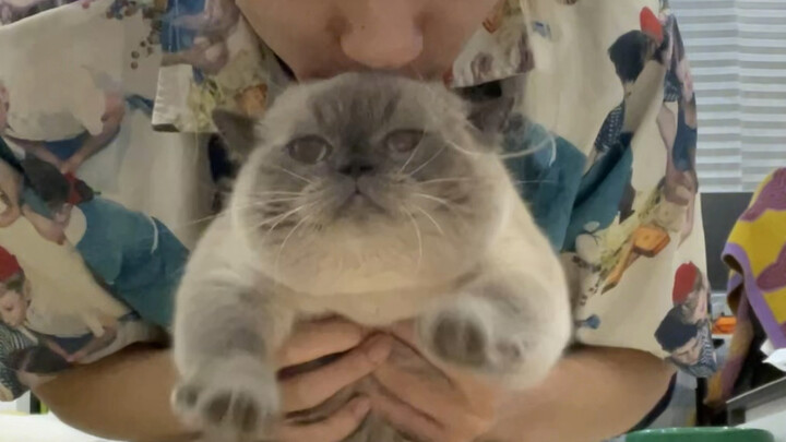 Là mèo con, chính em đã động tay trước mà.