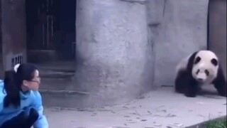 熊猫偷袭饲养员