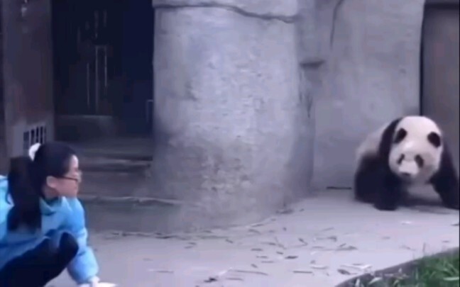 Panda menyerang petugas pemberi makanan.