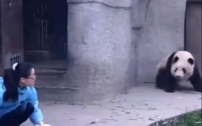 Panda's Sneak Attack