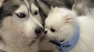 A Tony teacher ruined the relationship between two dogs