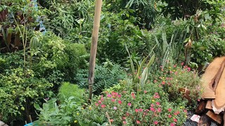 Bác 2 Làm Cá Lăng Nha Khủng Nấu Canh Chua Cơm Mẻ Với Bông Điên Điển.Góc Làng Quê