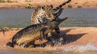 [Satwa] Kompilasi Macan Tutul