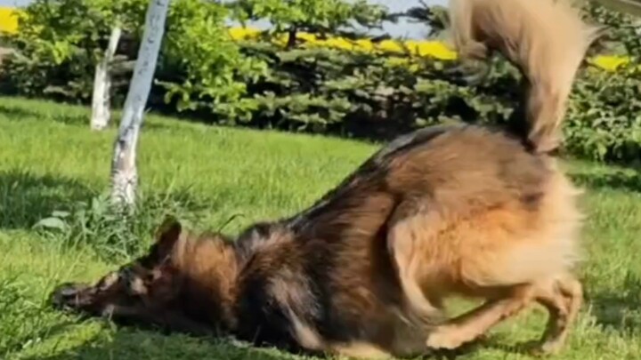 “Bài toán khó của giới chó có bước đột phá lớn”