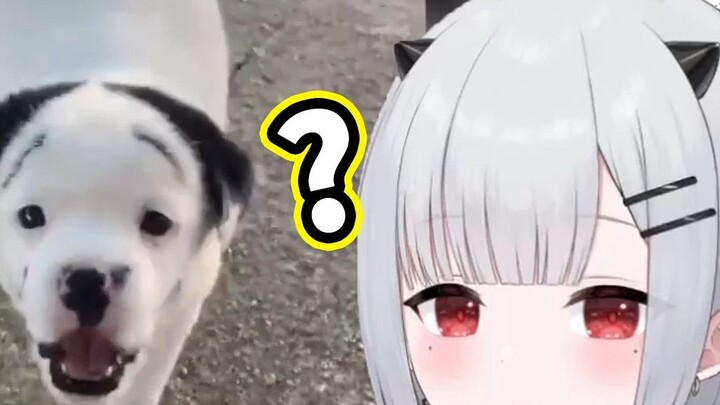 طفل الشيطان يشاهد حيوانات ذات مظهر غريب، وجوه كثيرة غريبة 【فيديو يومي للمبتدئين】