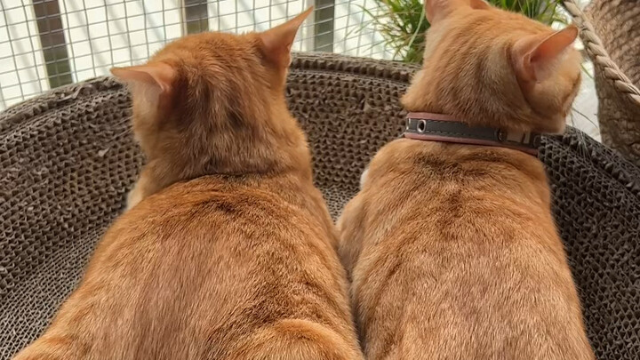It’s really easy to tell apart, I give up.