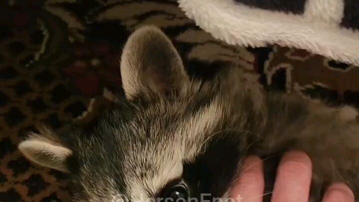 Raccoon Kherson loves scratching/浣熊赫尔森喜欢抓挠