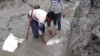 Huge flatfish caught in small canal, Sundarbans 孙德尔本斯小运河捕获巨型比目鱼