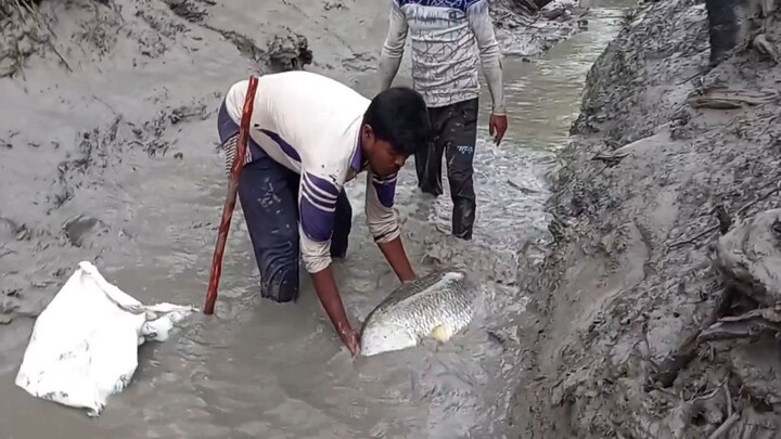 Huge flatfish caught in small canal, Sundarbans 孙德尔本斯小运河捕获巨型比目鱼