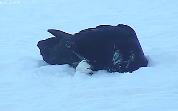 [Repost] Raven Playing with Snowballs (2012.02.03)