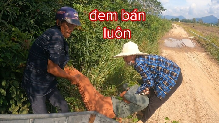 Sáu Sành Bị Vợ Chồng Tư Cà Khịa Gạt Một Vố Đau...