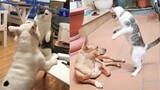 Dog Reaction to Cat - Funny Cats vs Dogs Reaction Compilation