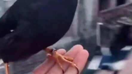 Teknik kematian cepat