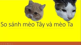 So sánh mèo Tây vs mèo Ta (Western cat vs. Vietnam cat) || yêu thú cưng nhất định phải xem