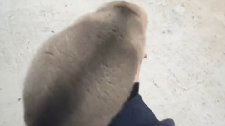 ยังไม่ครบเดือนก็ตัวใหญ่ขนาดนี้แล้ว ลูกชายคนเดียวของต้าหวง!