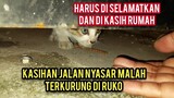 Astagfirullah Anak Kucing Triak -Triak Minta Tolong Karena Terkurung Di Ruko Endingnya Terharu..!