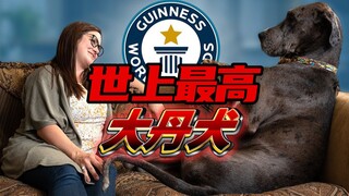 Thật sự không phải là một bộ đồ hóa trang — chú chó cao nhất thế giới, nhưng lại có trái tim dịu dàn