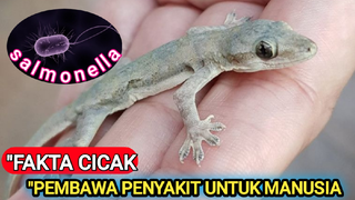 3 Penyakit Di bawa Oleh Cicak