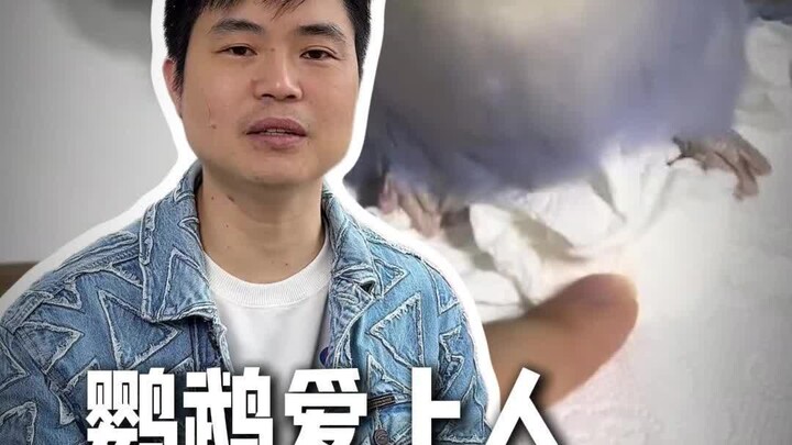 Burung beo jatuh cinta padamu