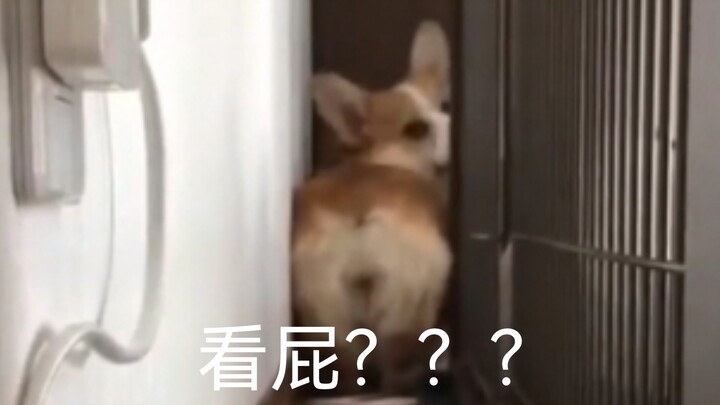 Suasana hati yang baik sepanjang hari ini sepenuhnya dibuat oleh si Corgi ini