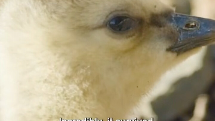 Here comes Xiao Fei Gun!