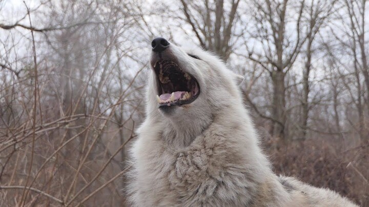 Please have all wolves howl in this pose.
