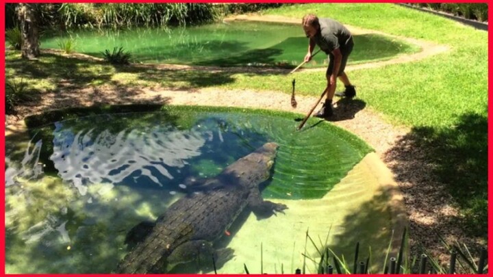 Feeding Elvis The Crocodile / Australian Reptile Park.
