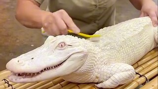 Buaya terkadang bisa sangat konyol 🐊 Animal Core