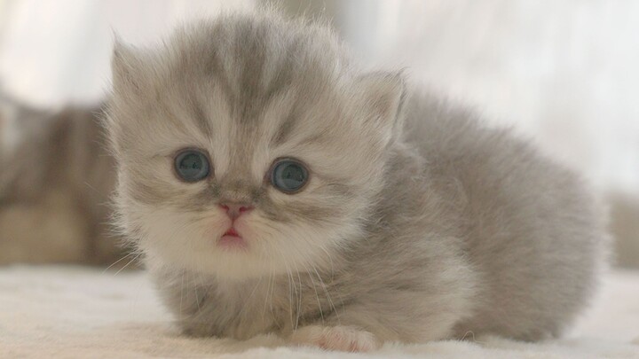 ลูกแมวตัวน้อยเพิ่งหัดคลาน ใช้ท้องไถลไปทั้งตัวเลย