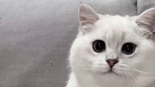 Sahabat:? ? ? Kucing saya: Saya pikir dia terobsesi dengan saya