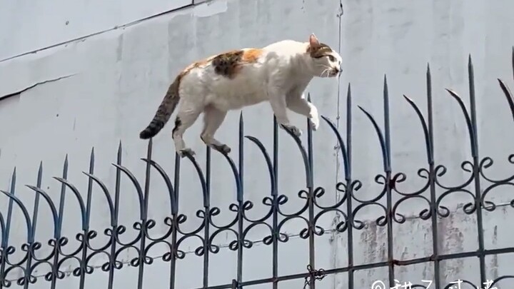 He seems to know he's got something special.