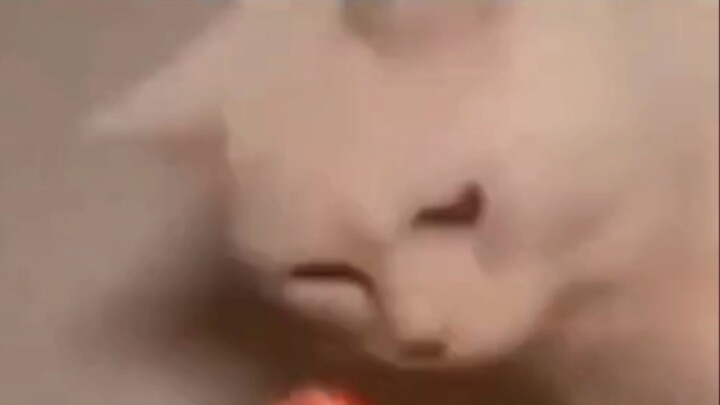 Meme về những chú mèo có thể chữa được bệnh bại não