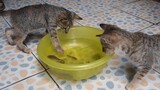 Kittens - Cute cat - Mèo con tìm bắt cá
