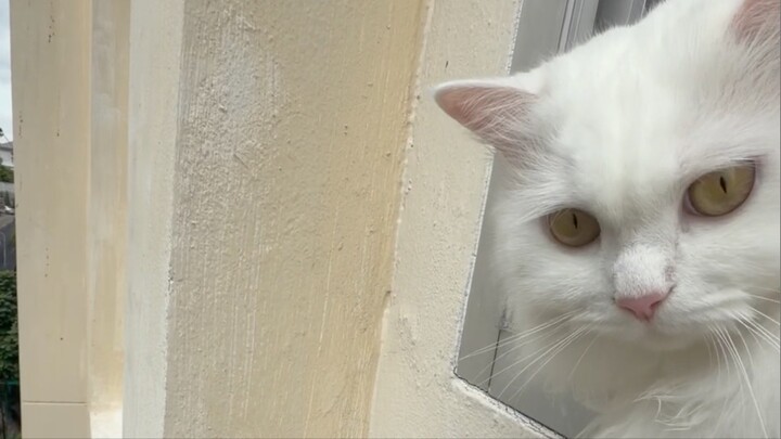 白猫