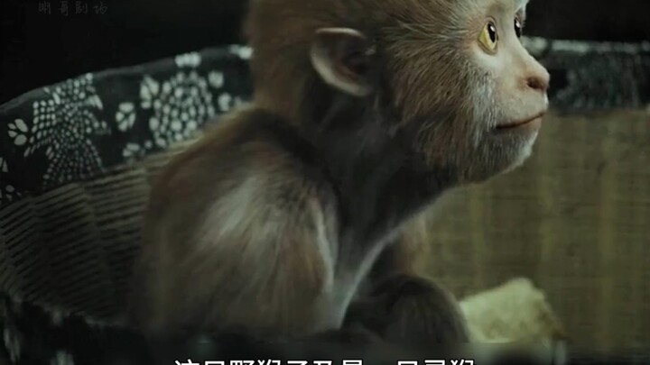 Man Accidentally Saves a Spirit Monkey, Unexpectedly Turns Out to Bring Wealth—but It Brings Deadly 