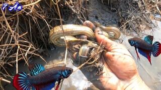 Đi  mò cá gặp nhiều LIA THIA CHÚA và gặp rắn - 7 Ân