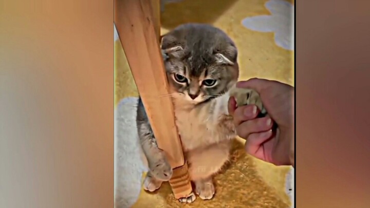 kucinggg nya gemoyy #meme #kucinglucu