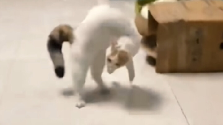 Kucing: Maksudnya aku?? Akan berubah wujud untukmu!