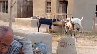 pedesaan di pakistan#zaintemanime #jawa #wongjowo #fyi #fyp #pakistan #islam #reaction #videoreactio