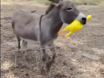 Một chú lừa ở nước ngoài được chủ tặng món quà là con gà kêu thét, thế là không thể dừng lại được!