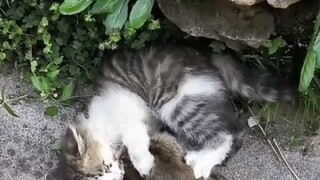 قطة صغيرة حليبية قوتها القتالية قوية جدًا هكذا!