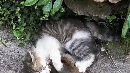 قطة صغيرة حليبية قوتها القتالية قوية جدًا هكذا!