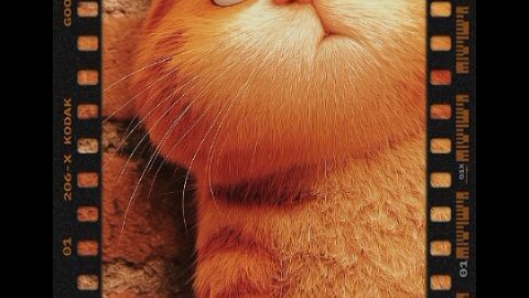 garfield